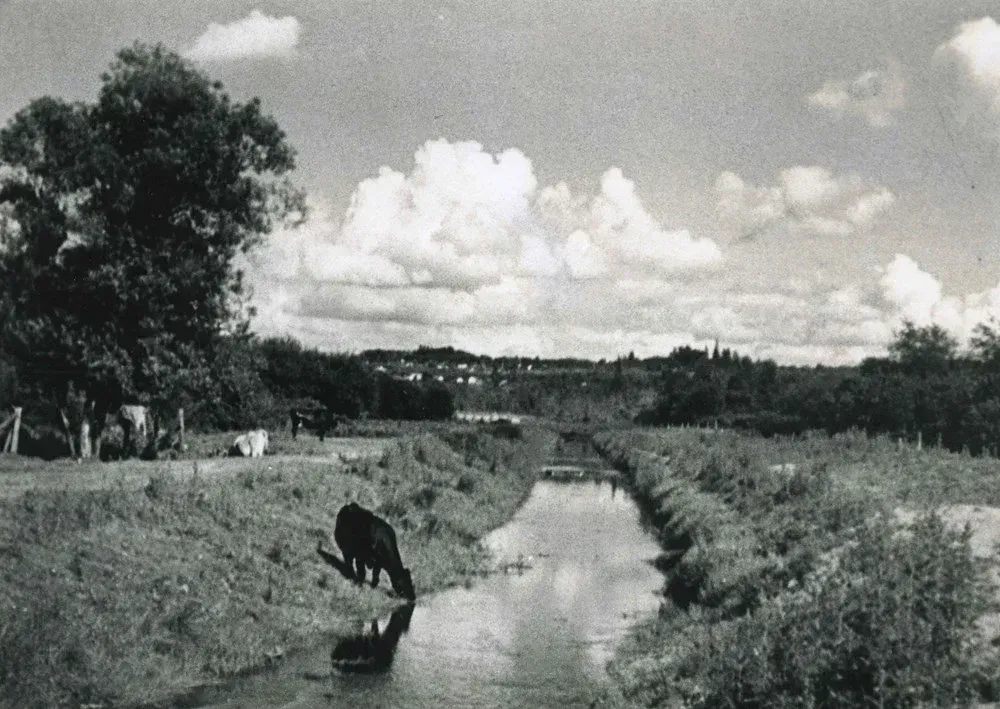 Still Creek: How Burnaby Brought a Dead Stream Back to Life