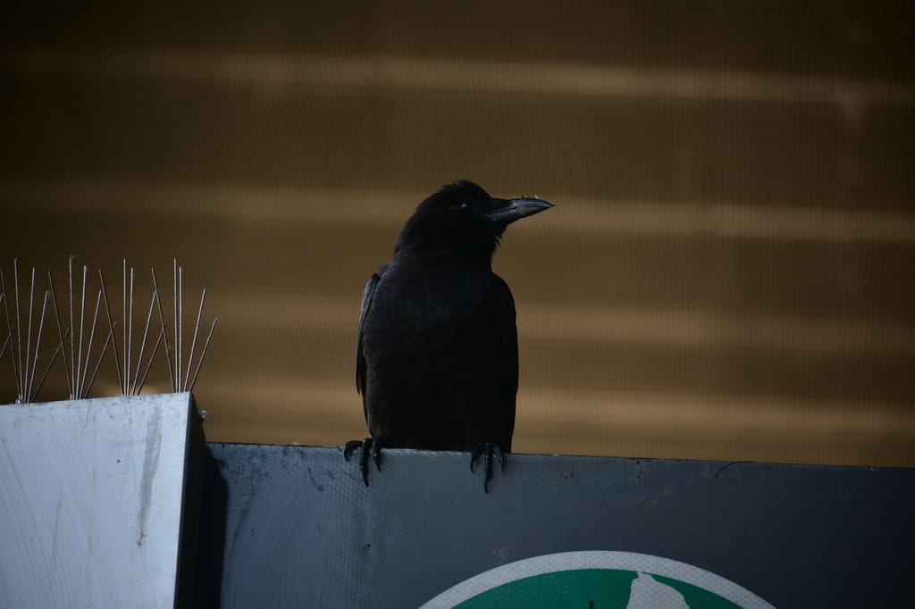 Ten Thousand Crows